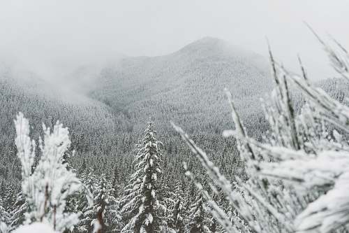 christmas wallpapers trees surround with snow mountain